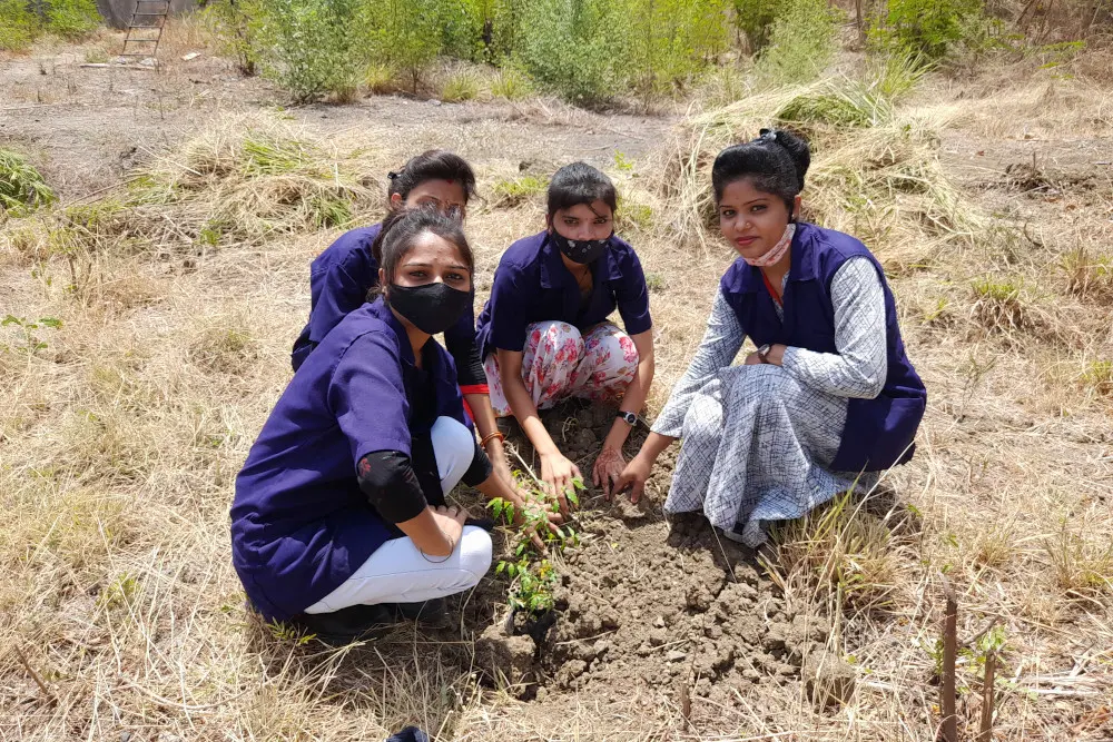 Tree plantation